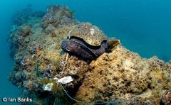 Gymnothorax pseudothyrsoideus