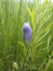 Gentianopsis victorinii