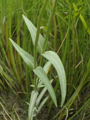 Gentianopsis victorinii