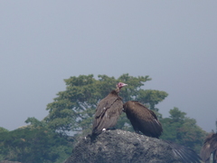 Necrosyrtes monachus