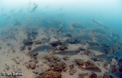 Argyrosomus japonicus