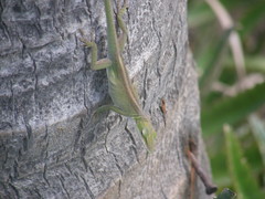 Anolis porcatus