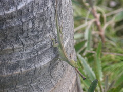 Anolis porcatus