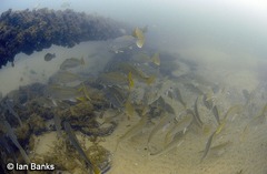 Argyrosomus japonicus