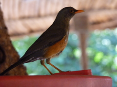 Turdus abyssinicus