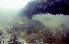 Argyrosomus japonicus
