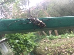 Batocera rubus