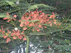 Delonix regia