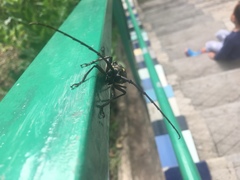 Batocera rubus