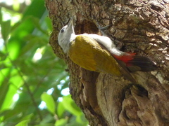 Chloropicus spodocephalus