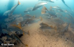Argyrosomus japonicus