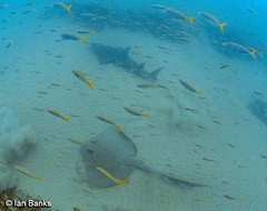 Rhynchobatus australiae