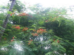 Delonix regia
