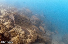 Lutjanus argentimaculatus