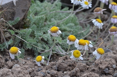 Richteria pyrethroides