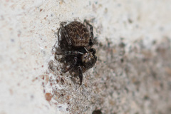 Euophrys