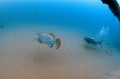 Epinephelus lanceolatus