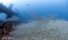 Argyrosomus japonicus