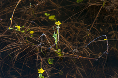 Caltha arctica