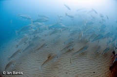 Argyrosomus japonicus