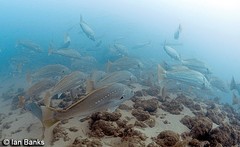 Argyrosomus japonicus