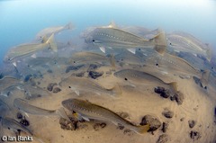 Argyrosomus japonicus