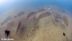 Argyrosomus japonicus