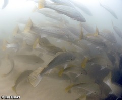 Argyrosomus japonicus