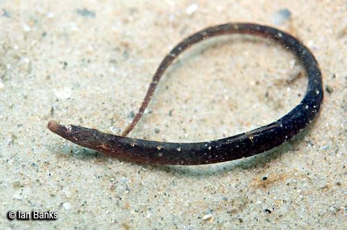 Tryon's pipefish (Campichthys tryoni) — Syngnathidae