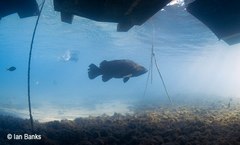 Epinephelus lanceolatus