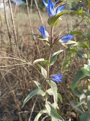 Gentiana spathacea