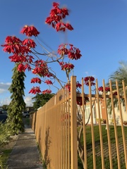 Euphorbia pulcherrima