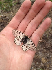 Parnassius tenedius