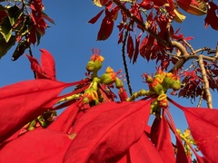 Euphorbia pulcherrima