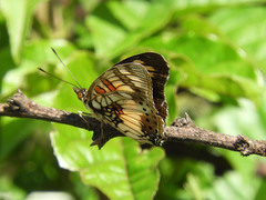 Junonia sophia