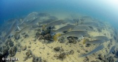 Argyrosomus japonicus