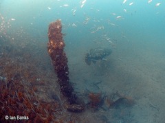Epinephelus lanceolatus