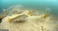 Argyrosomus japonicus