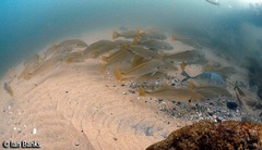 Argyrosomus japonicus