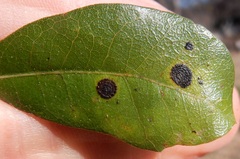 Trabutia quercina
