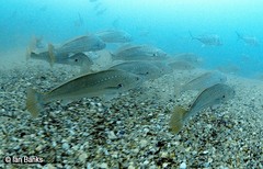 Argyrosomus japonicus