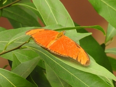 Dryas iulia