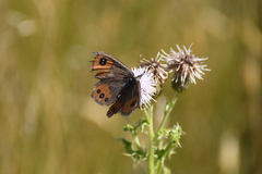 Argyrophenga antipodum