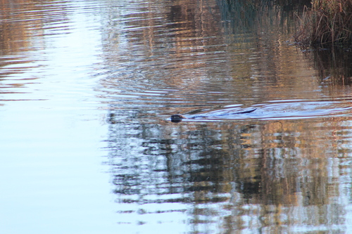 North American River Otter photographed in Alabama