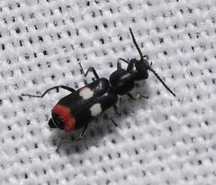 Anthocomus fenestratus