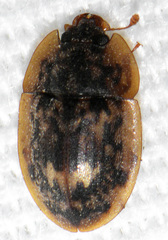 Lobiopa undulata