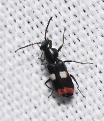 Anthocomus fenestratus