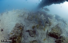 Argyrosomus japonicus