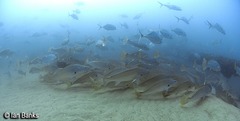 Argyrosomus japonicus