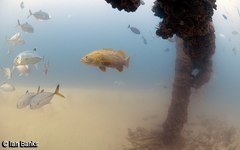 Epinephelus lanceolatus